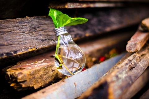 Close-Up Of Plant in light bulb