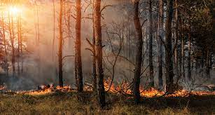 Prescribed burn in long-leaf pine forest